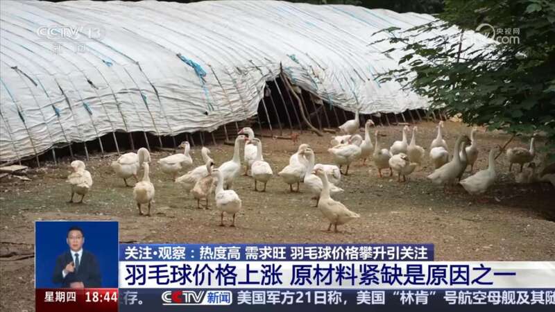 羽毛球运动热度飙升羽毛球价格上涨原因几何？(图2)