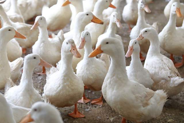 星空体育平台：比黄金还抢手羽毛球暴涨100%(图2)