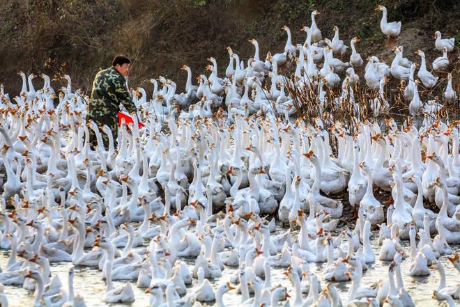 星空体育平台：聚焦高质量发展｜安徽六安：“皖西白鹅”链动羽毛大产业(图3)